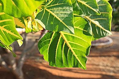 《刺客信条：英灵殿》X《命运2》史诗联动背后的灵思碰撞