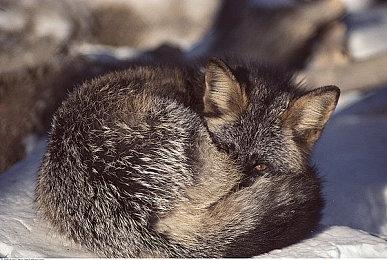 《鬼灭之刃：火神血风谭2》新角色预告：炼狱杏寿郎＆宇髓天元